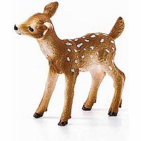 White-Tailed Fawn