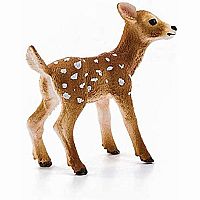 White-Tailed Fawn