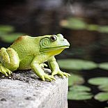 Incred Crea American Bullfrog