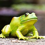 Incred Crea American Bullfrog