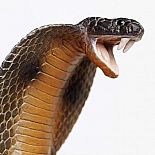 Incred Crea Cobra